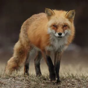 Curious red fox with a bushy tail