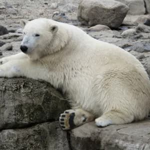 Majestic white polar bear on arctic ice