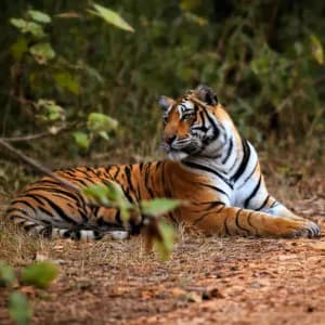 Fierce striped tiger resting in the wild