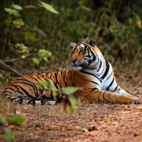 Fierce striped tiger resting in the wild