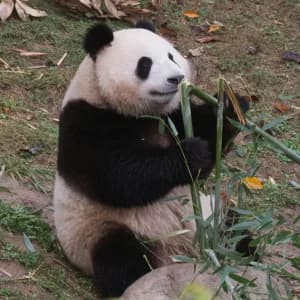 Giant panda eating fresh green bamboo